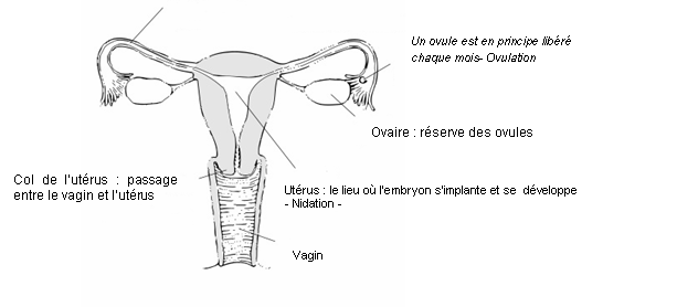 douleurs pendant l ovulation