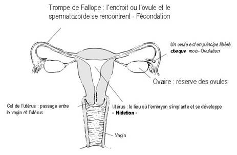 comment avoir regles plus courtes