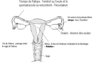 http://agence-prd.ansm.sante.fr/php/ecodex/images/N0206239/image002.jpg